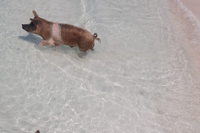 007 Swimming With Pigs Tour on Rose Island - Meeting and Pickup