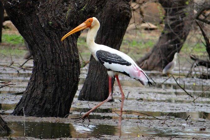 02 Days Agra & Bharatpur Birding Tour From Delhi - Reviews