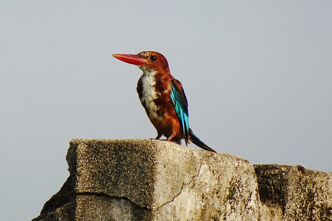 02 Days Agra & Bharatpur Birding Tour From Delhi - The Sum Up