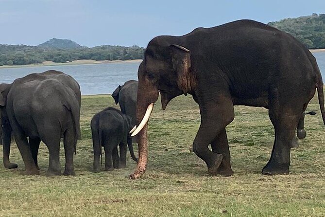 02 Days Fascinating Tour Colombo,Sigiriya,Safari,Dambulla,Kandy - Who Would Love This Tour?