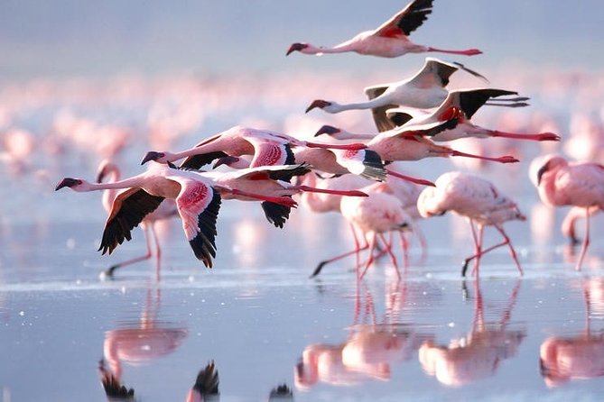 02 Days Lake Nakuru National Park Superior - Cancellation Policy