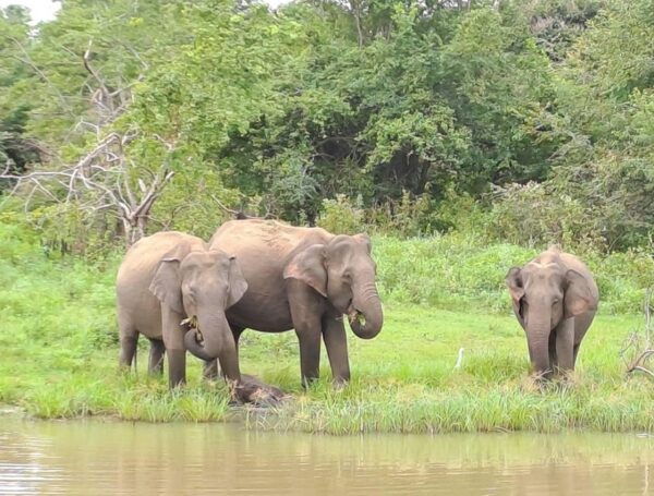 02 Days - Visit Ella and Udawalawe Safari - All Inclusive - Booking and Cancellation Policy
