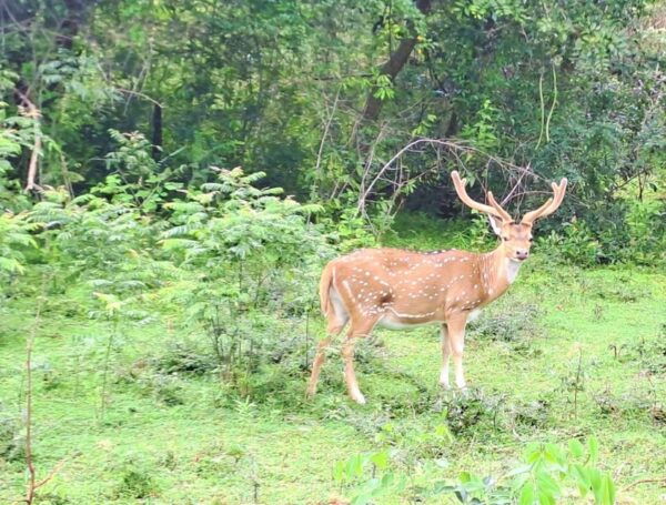 02 Days - Visit Ella and Udawalawe Safari - All Inclusive - Frequently Asked Questions