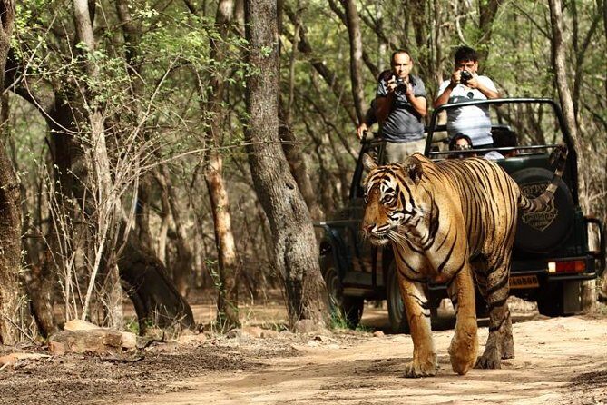 03 Days Private Wildlife Ranthambore Tiger Tour from Jaipur - Introduction