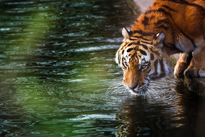 03 Days Private Wildlife Ranthambore Tiger Tour from Jaipur - The Sum Up