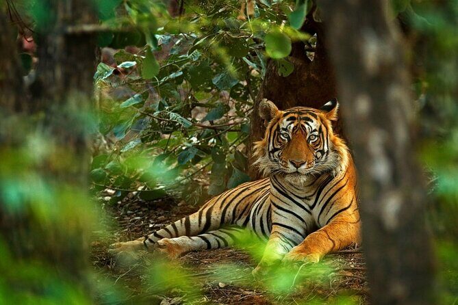 03 Days Private Wildlife Ranthambore Tiger Tour from Jaipur - What Makes this Tour Special?