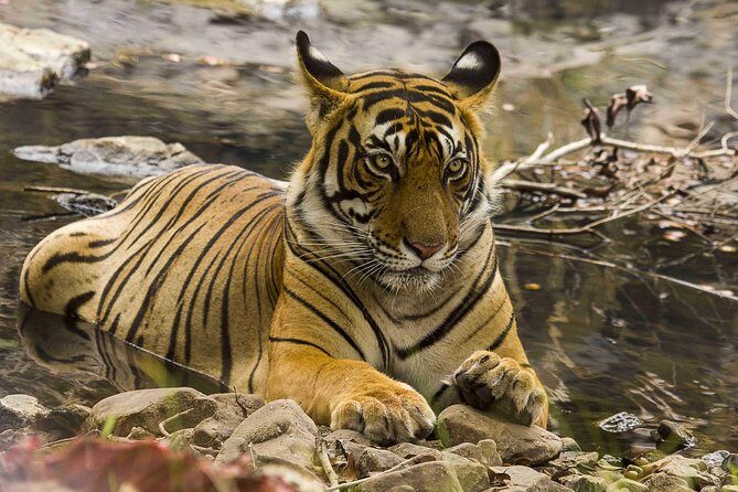 03 Days Private Wildlife Ranthambore Tiger Tour from Jaipur - What’s Included and What’s Not?