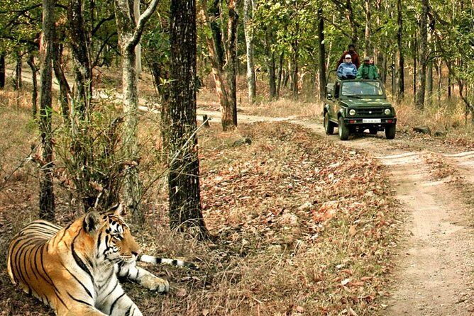 03 Days Private Wildlife Ranthambore Tiger Tour from Jaipur - The Experience: What You’ll Truly Take Away