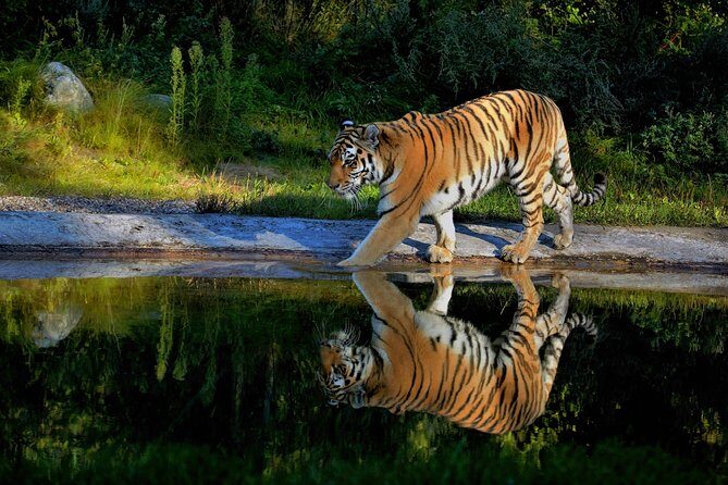03 Days Private Wildlife Ranthambore Tiger Tour from Jaipur - FAQs