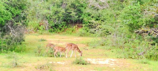 04 Days - CMB Airport, Kandy, Train Trip ,Visit Ella, Safari - Day 02: Scenic Train Journey