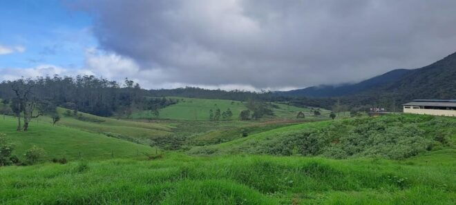 04 Days - CMB Airport, Kandy, Train Trip ,Visit Ella, Safari - Day 04: Safari Adventure