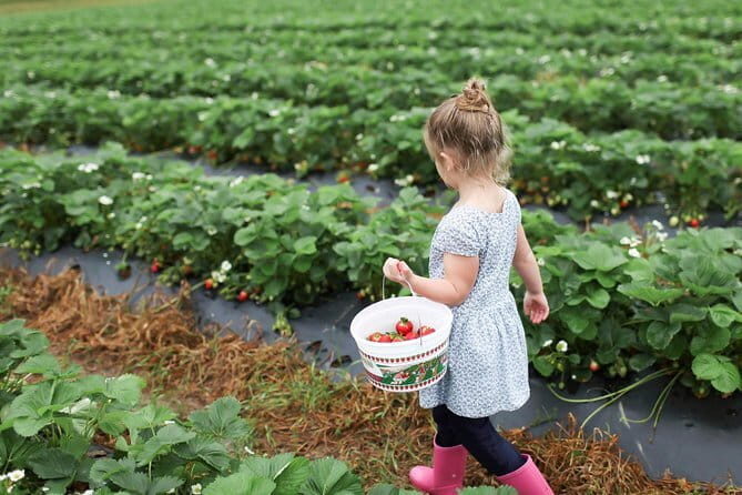 04 Days Tour - Sigiriya , Kandy and Nuwara Eliya - Final Thoughts