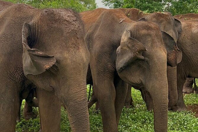 04 Hours Safari Jeep Tours - What Reviewers Love (and Sometimes Wish for)