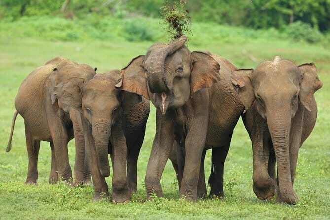 04 Hours Safari Jeep Tours - Who Is This Tour Perfect For?