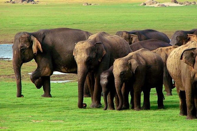 04 Hours Safari Jeep Tours - Frequently Asked Questions