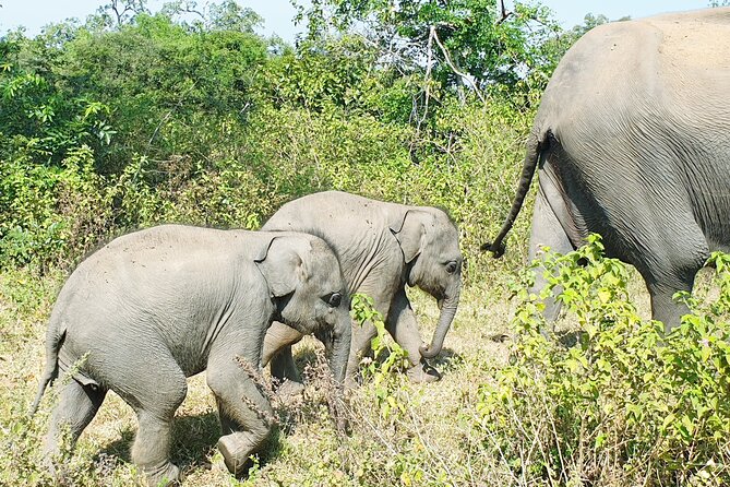04 Hours Safari Tours - Participation and Exclusivity