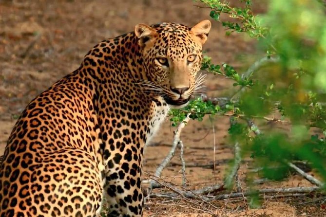 07 Days Highlights of Srilanka - Day 2: Discovering Ancient Ruins