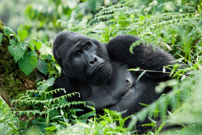 07-Days Murchison Falls, Queen Elizabeth & Gorillas Safari - Good To Know