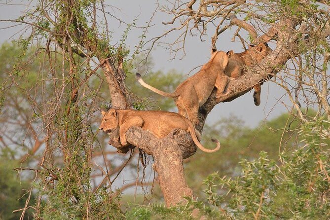 07-Days Murchison Falls, Queen Elizabeth & Gorillas Safari - Gorillas Tracking Permits