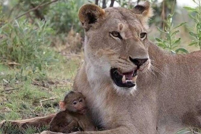 07-Days Murchison Falls, Queen Elizabeth & Gorillas Safari - Ground Transportation Details