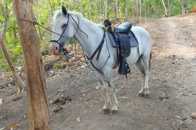 1 1/2 Hours Tour Horseback Riding and Visiting the Beach - Tour Duration and Location