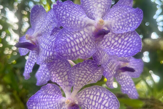 1/2 Day Puerto Vallarta Botanical Garden tour by Biologist Guide - Good To Know