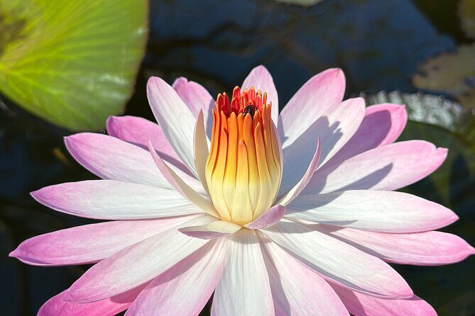 1/2 Day Puerto Vallarta Botanical Garden tour by Biologist Guide - FAQs