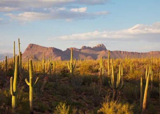 1/2 DAY SONORAN DESERT HIKE. Tour, Workout or Challenge Pace. - Tour Highlights