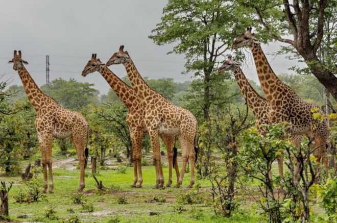 1/2 Day Tala Game Reserve & Natal Lion Park Tour From Durban - Itinerary