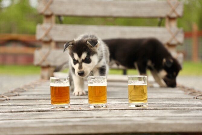 1.5-Hour Beer and Puppies Guided Experience in Fairbanks - A Closer Look at the Experience