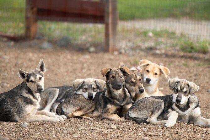 1.5-Hour Beer and Puppies Guided Experience in Fairbanks - FAQs