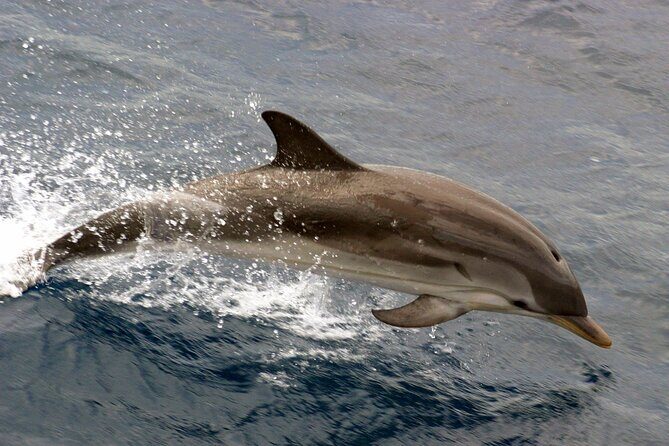 1.5-Hour Charleston Harbor Cruise with Live Narration - The Experience in Detail