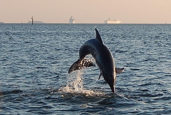 1.5-Hour Dolphin Sightseeing Cruise From Tampa - Pricing and Booking Information