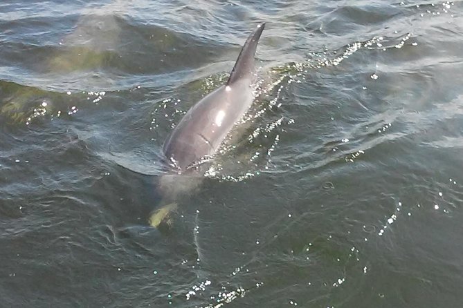 1.5-Hour Dolphin Sightseeing Cruise From Tampa - Common Questions