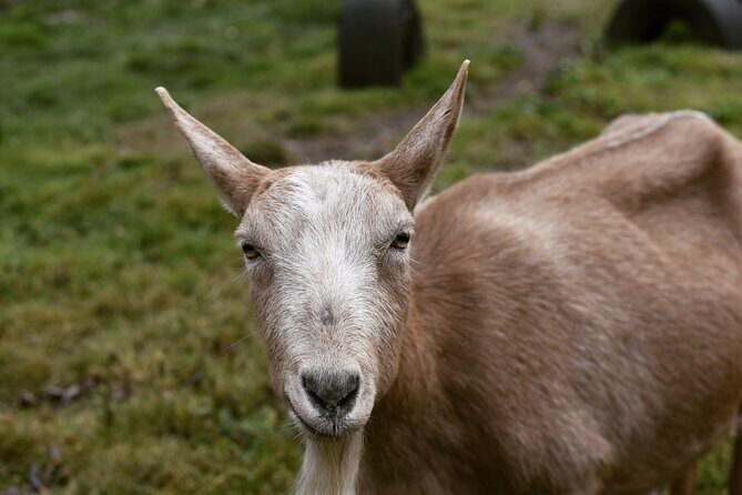 1.5 Hour Immersive Farm Experience in Adirondacks - Good To Know