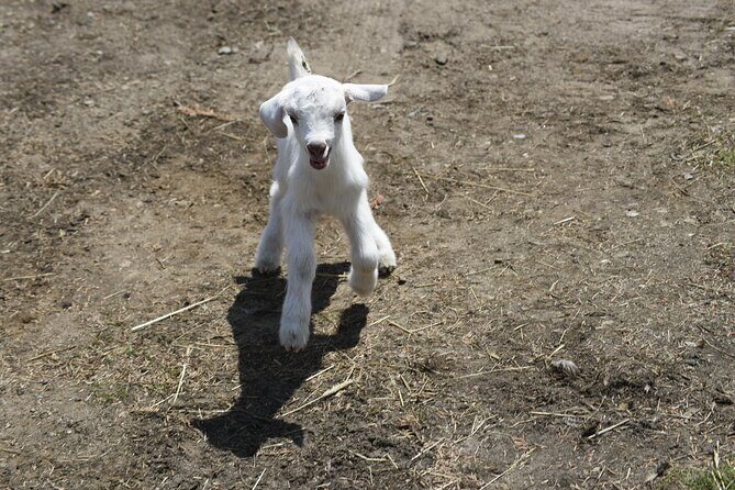 1.5 Hour Immersive Farm Experience in Adirondacks - FAQ