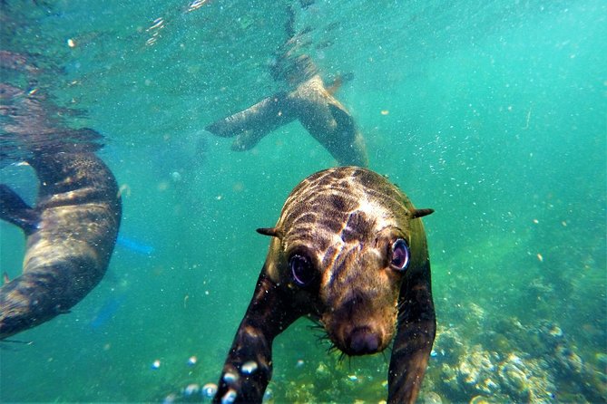 1.5-Hour Seal Viewing Boat Tour in Plettenberg Bay - Inclusions on the Tour