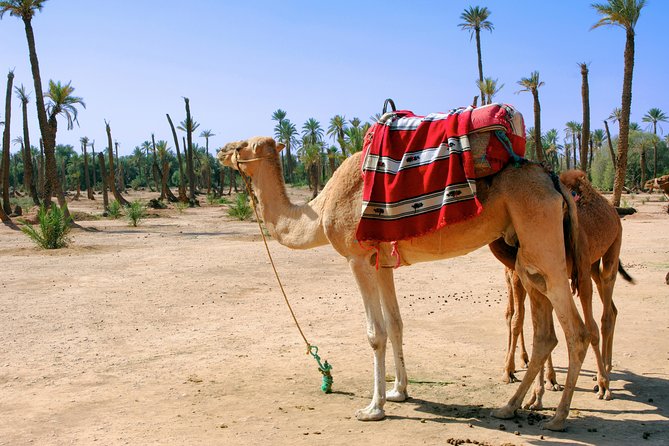 1.5-Hour Small-Group Camel Ride Excursion to Palm Grove From Marrakech - Pricing and Booking Options