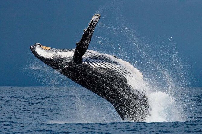1.5 Hour Whale Watching Cruise With Pick-Up and Drop-Off - Cruise Details and Inclusions