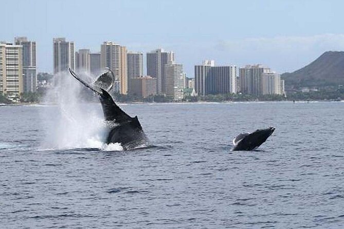 1.5 Hour Whale Watching Cruise With Pick-Up and Drop-Off - Customer Reviews and Experiences
