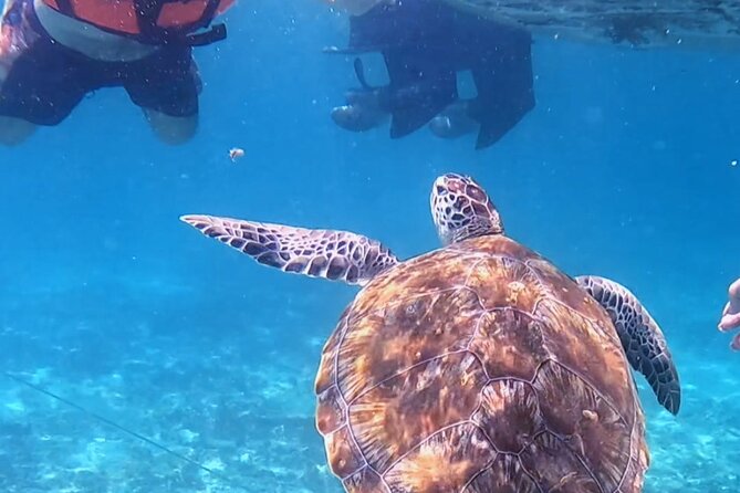 1.5 Hours Snorkeling at Tulums Paradise Reef - Meeting Point and Starting the Tour