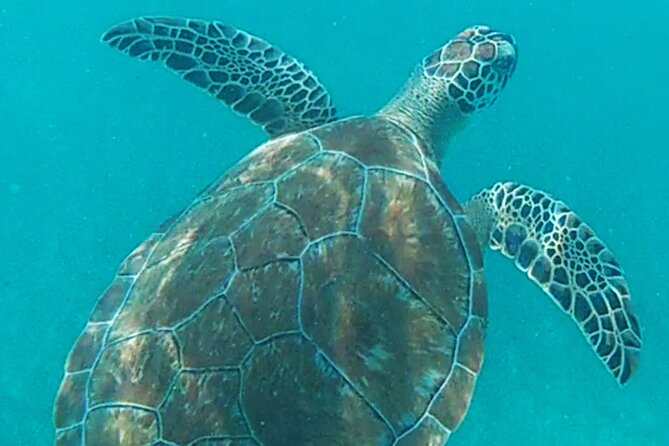 1.5 Hours Snorkeling at Tulums Paradise Reef - Important Information and Requirements