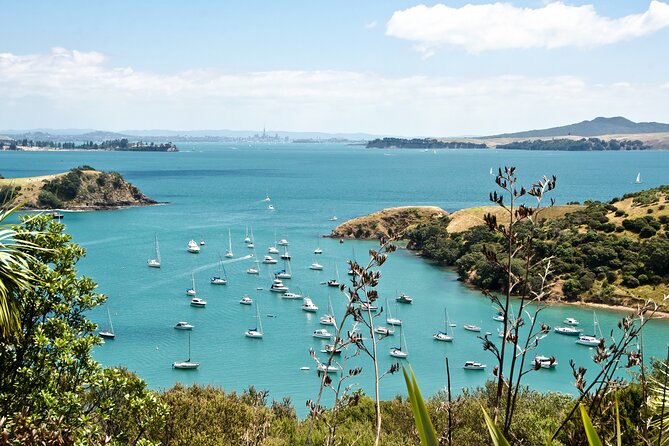 1.5h Waiheke Guided Scenic Tour in Our Electric Van - The Sum Up