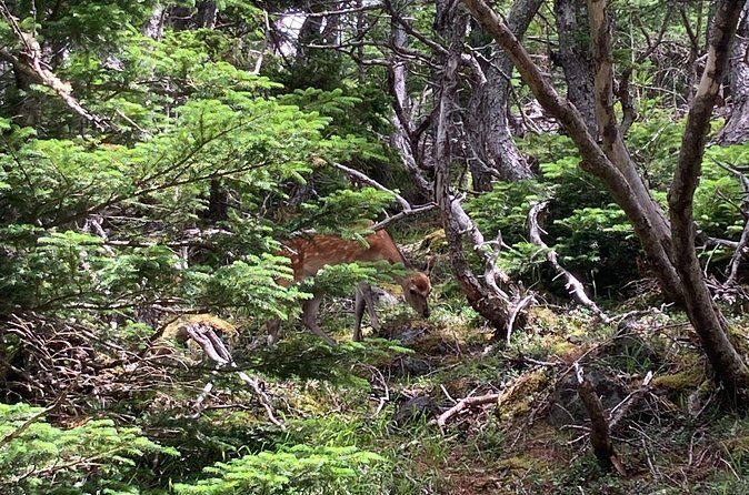 1-Day Adventure Hike to Hoei Cater on Mt. Fuji - An In-Depth Look at the Mt. Fuji Hoei Crater Hike