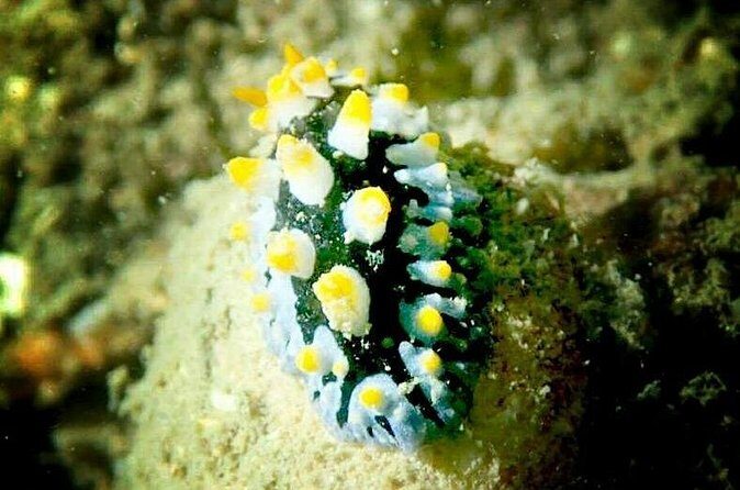 1-Day Adventure in Diving - Practical Details and Tips