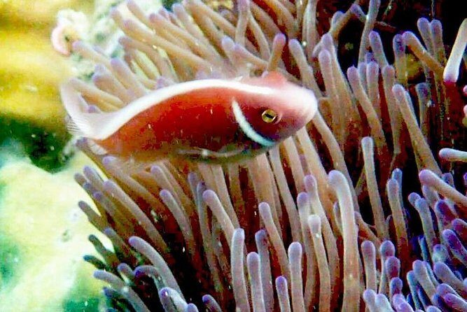 1-Day Adventure in Diving - FAQ