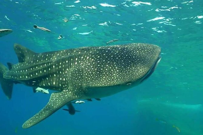 1-Day Adventure in Diving in Koh Chang - Cancellation Policy Details