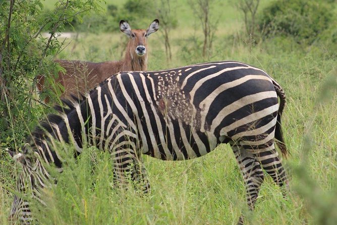 1-Day Akagera National Park - Wildlife Encounters