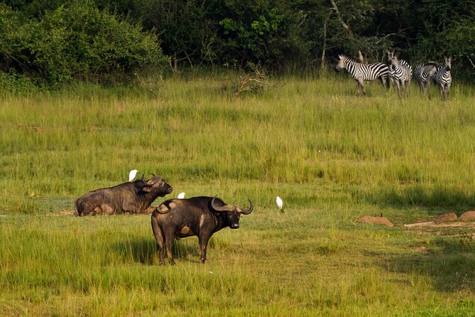 1 Day Akagera National Park Safari - Cancellation Policy and Refunds