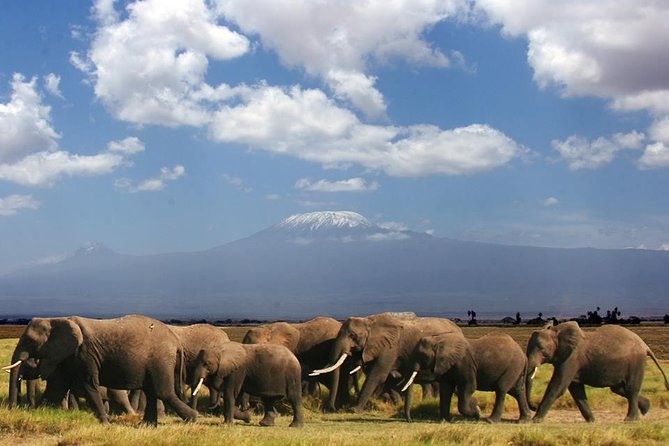1-Day Amboseli Safari - Good To Know